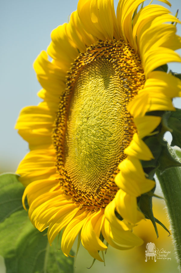 close-up-of-sunflower