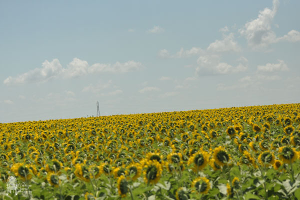 field-of-sunflowers-texas-h