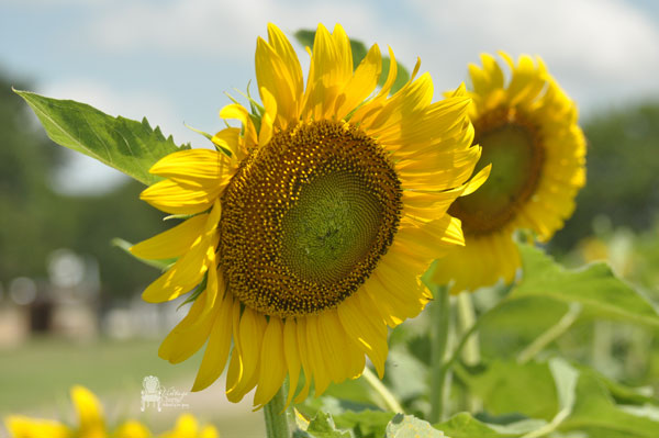 sunflower-fields